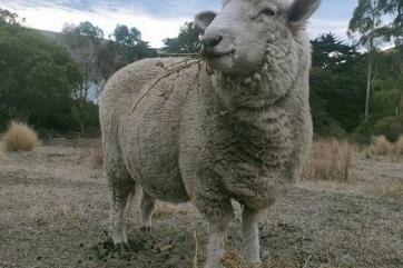 Овца из Новой Зеландии стала звездой TikTok
